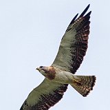 12SB3630 Swainson's Hawk